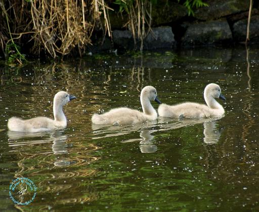 Mute Swan 9R054D-147.JPG